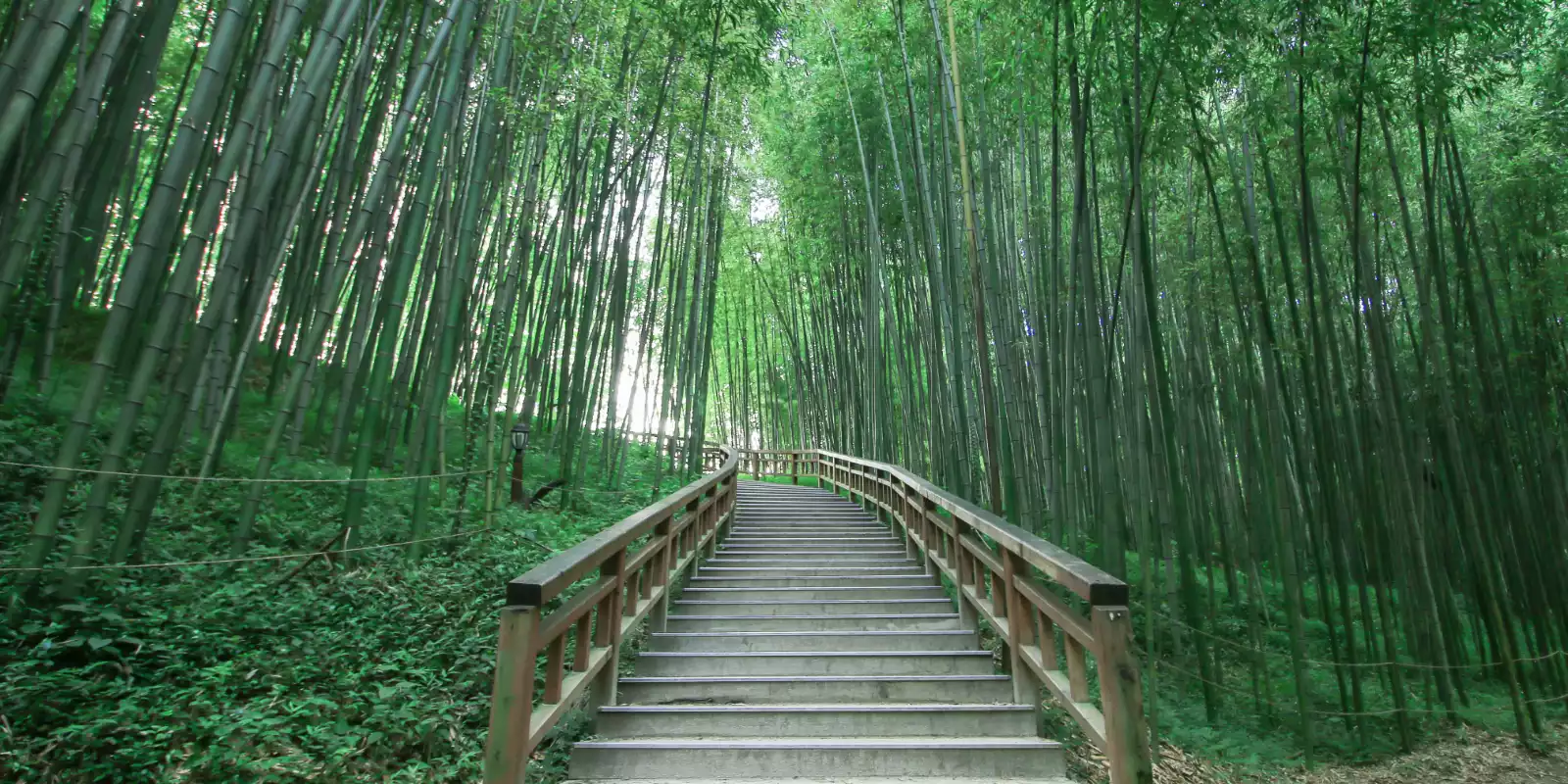 Damyang Juknokwon Bamboo Forest