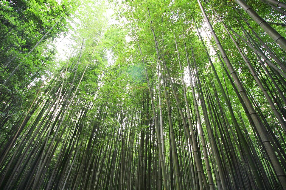 Damyang Juknokwon Bamboo Forest image