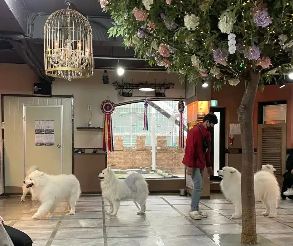 Samoyed Dog Cafe in Hongdae