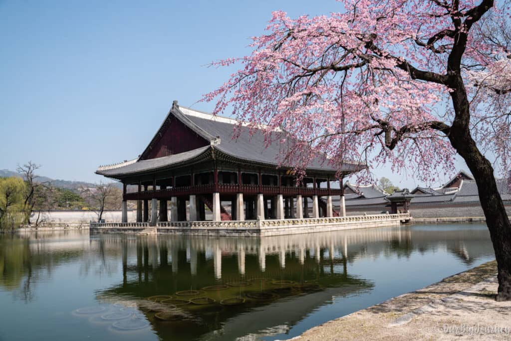 Gyeongbokgung palace blossom tree