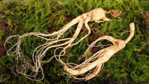 where to buy korean red ginseng