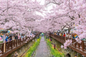 South Korea cherry blossom festival