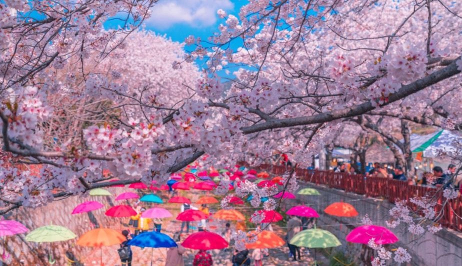 cherry blossom south korea