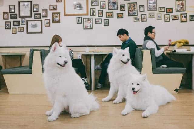 Samoyed Dog Cafe in Hongdae