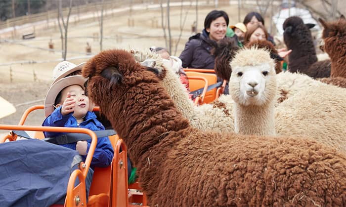 alpaca world korea
