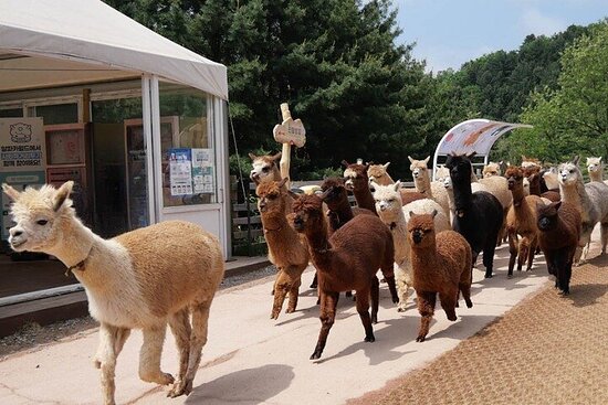 Visiting Alpaca World Korea